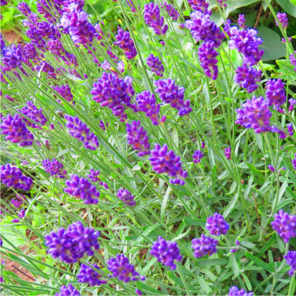 Levanduľa Ellegance Purple - Lavandula angustifolia - semená - 15 ks