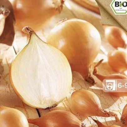 BIO Cibuľa Sadzačka Sturon - Allium cepa - cibuľky - 60 ks