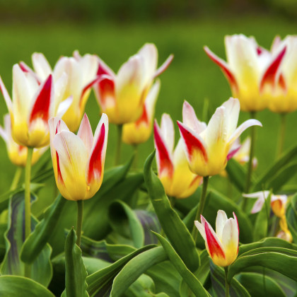 Tulipán Johann Strauss - Tulipa - cibuľoviny - 3 ks