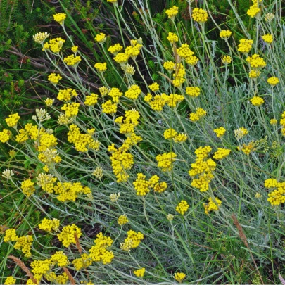 Slamiha Talianska - Helichrysum Italicum - semená - 0,05 g