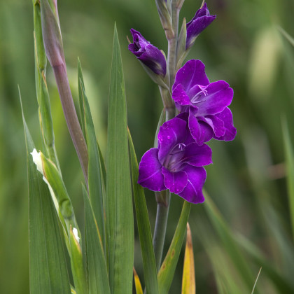 Gladiola Purple Flora - Gladiolus - cibuľoviny - 3 ks