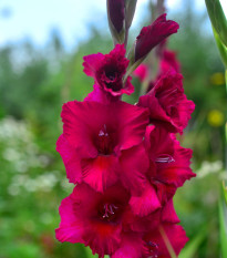 Gladiola Plum Tart - Gladiolus - cibuľoviny - 3 ks