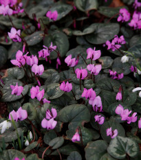 Cyklámen jarný - Cyclamen coum - cibuľoviny - 1 ks