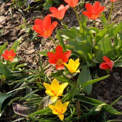 Zmes nízkych tulipánov - Tulipa - cibuľoviny - 24 ks
