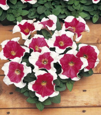 Petúnia mnohokvetá Red Frost F1 - Petunia Multiflora - semená - 20 ks