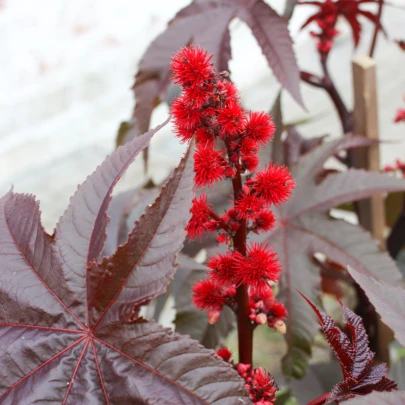 Ricín obyčaný červený - Ricinus communis gibsoni - semená - 3 ks