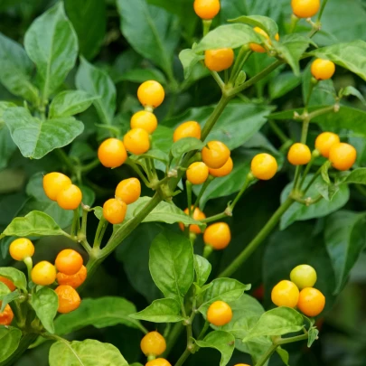 Chilli Aji Charapita - Capsicum chinense - semená - 7 ks