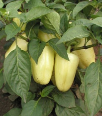 Paprika Amy - Capsicum Annuum - semená - 50 ks