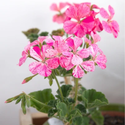 Muškát pásikavý - Horizon mix farieb - Pelargonium zonale - semená - 4 ks