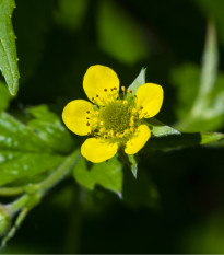 Kuklík mestský - Geum urbanum - semená - 50 ks