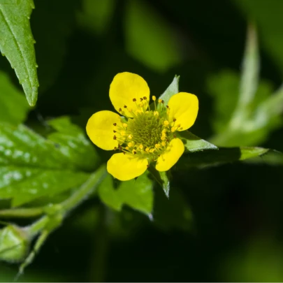 Kuklík mestský - Geum urbanum - semená - 50 ks