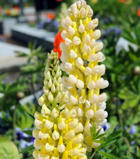 Vlčí bôb Kronleuchter - Lupinus polyphyllus - semená - 40 ks