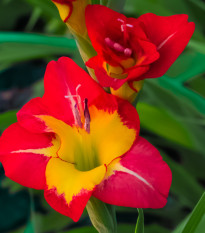 Gladiola Michelle - Gladiolus - cibuľoviny - 3 ks