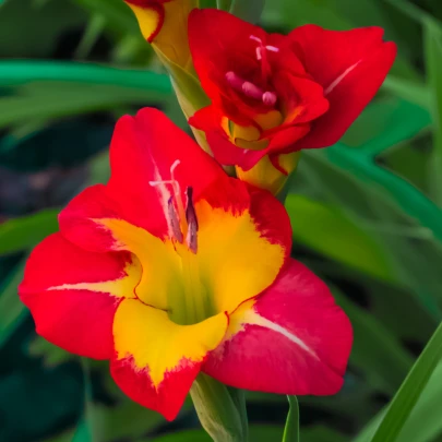 Gladiola Michelle - Gladiolus - cibuľoviny - 3 ks