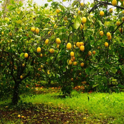 Citrónovník pravý - Citrus Limon - semená - 5 ks