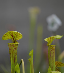 Špirlica krídlatá obrovská - saracénia - Sarracenia alata giant - semená - 12 ks