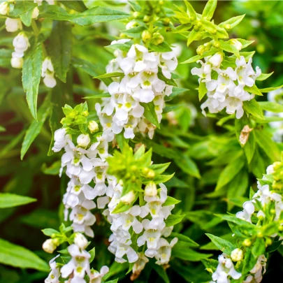 Šalvia Victoria White - Salvia farinacea - semená - 12 ks