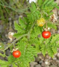 Paradajka pichľavé Liči - Solanum sisymbriifolium - semená - 6 ks