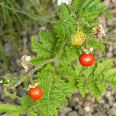 Paradajka pichľavé Liči - Solanum sisymbriifolium - semená - 6 ks