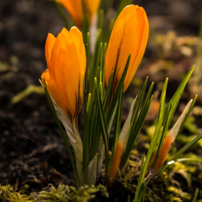 Krókus Orange Monarch - Crocus Chrysanthus - cibuľoviny - 3 ks