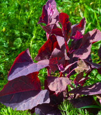 Loboda záhradná Scarlet - Atriplex hortensis - semená - 60 ks