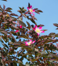 Ruža sivá - Rosa glauca - semená - 5 ks