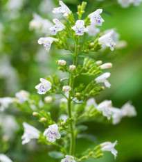 Marulka lekárska - Calamintha nepeta - semená - 300 ks