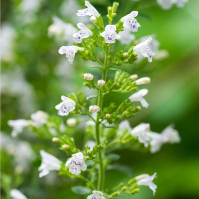 Marulka lekárska - Calamintha nepeta - semená - 300 ks