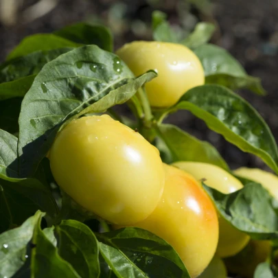 Rajčinová paprika Nagykuti - Capsicum annuum - semená - 7 ks