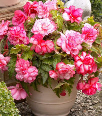 Begónia Pink Balcony - Begonia tuberhybrida - cibuľoviny - 2 ks