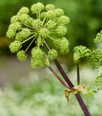 Archangelika lekárska - Angelica archangelica - semená - 70 ks