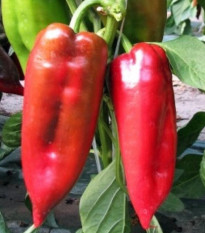 Paprika ročná Rafaelus F1 - Capsicum Annuum - semená - 15 ks