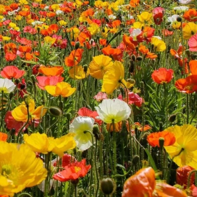 Mak islandský zmes farieb - Papaver nudicaule - semená - 50 ks