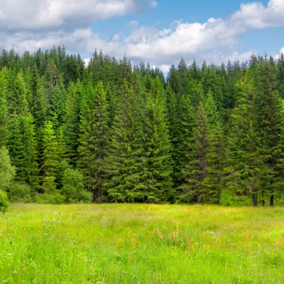 Smrek obyčajný - Picea abies - semená - 8 ks