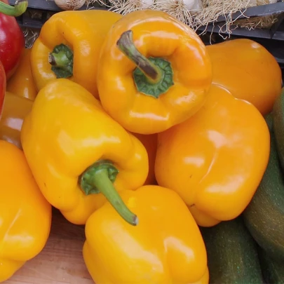 BIO Paprika Quadrato Asti Giallo - Capsicum Annuum - bio semená - 8 ks