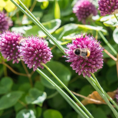 Okrasný cesnak - Allium Sphaerocephalon - cibuľoviny - 3 ks