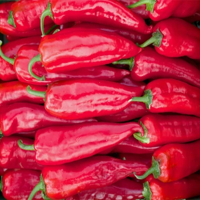 BIO Paprika Korosko - Capsicum Annuum - bio semená - 6 ks