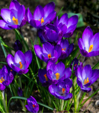 Krókus Tomasiniho Ruby giant - Crocus - cibuľoviny - 3 ks