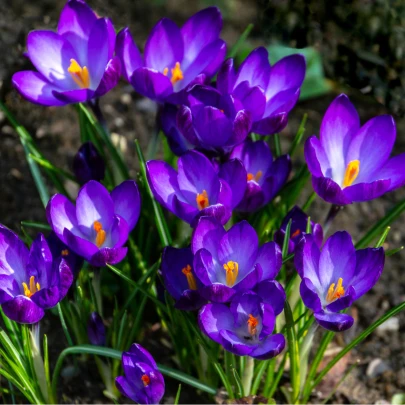 Krókus Tomasiniho Ruby giant - Crocus - cibuľoviny - 3 ks