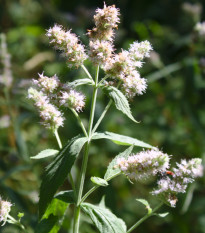 Mäta dlholistá - Mentha longifolia - semená - 20 ks