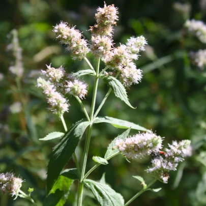 Mäta dlholistá - Mentha longifolia - semená - 20 ks