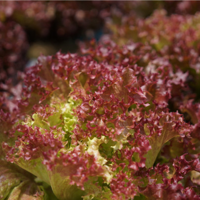 BIO Šalát listový kučeravý Lollo Rossa - Lactuca sativa - bio semená - 80 ks