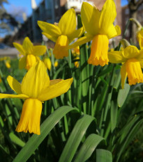 Narcis February Gold - Narcissus - cibuľoviny - 3 ks