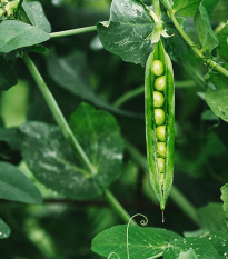 BIO Hrach dreňový Malý Rheinland - Pisum sativum - bio semená - 45 ks