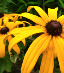 Rudbekia okázalá Speciosa - Rudbeckia speciosa - voľnokorenné sadenice rudbekie - 1 ks