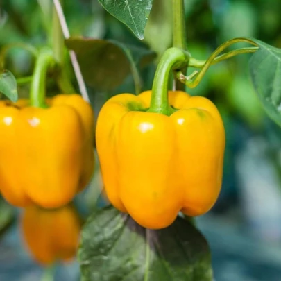 BIO Paprika žltá California Wonder - Capsicum annuum - bio semená - 10 ks