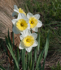 Narcis Ice Follies - Narcissus L. - cibuľoviny - 3 ks