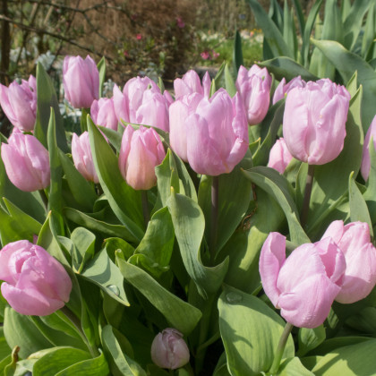 Tulipán Candy Prince - Tulipa - cibuľoviny - 3 ks