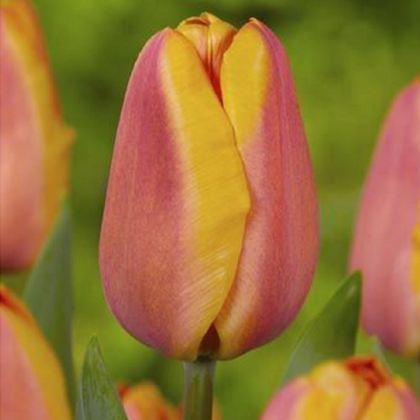 Tulipán Apricot Foxx - Tulipa - cibuľoviny - 3 ks