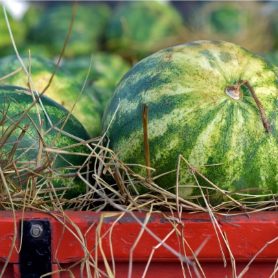 BIO Melón vodný Sugar baby - Citrullus lanatus - bio semená - 6 ks